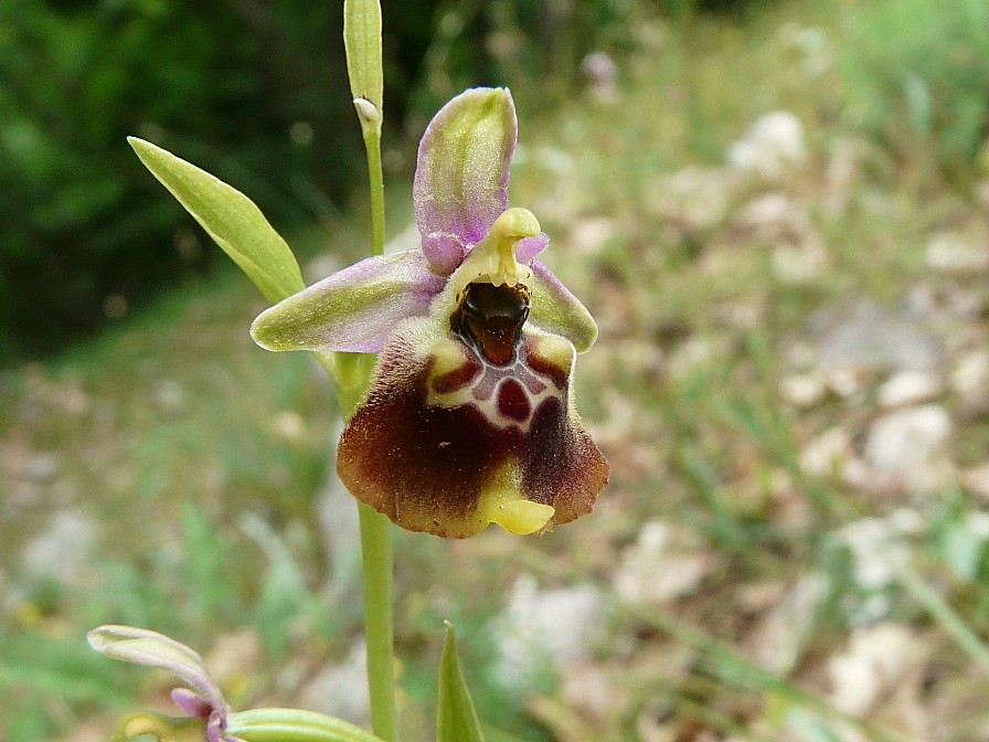 Ibrido: Ophrys fuciflora x O. lacaitae